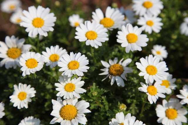 ファイル 1168-1.jpg