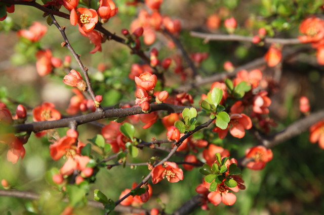 ファイル 1168-3.jpg