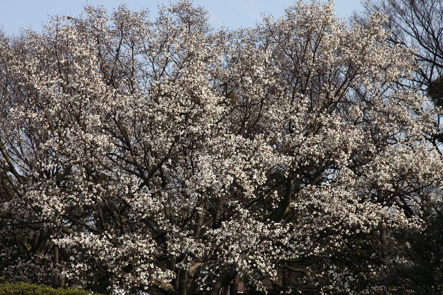 ファイル 1169-1.jpg