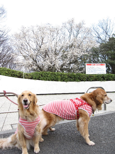 ファイル 1174-3.jpg