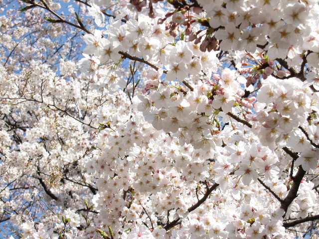 ファイル 1185-4.jpg