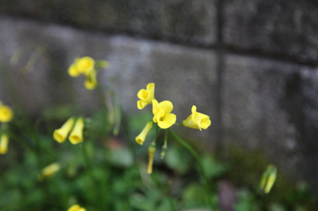 ファイル 1189-2.jpg