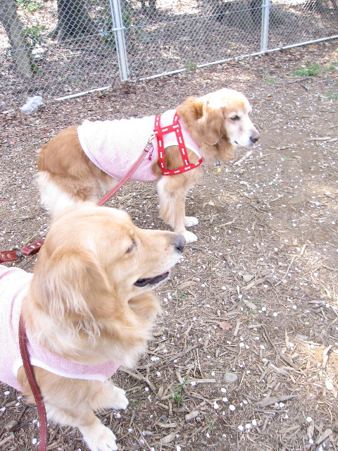 ファイル 1194-1.jpg