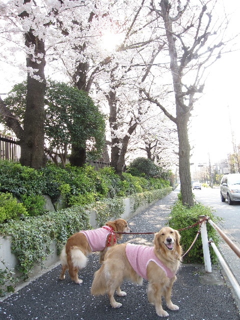 ファイル 1194-3.jpg