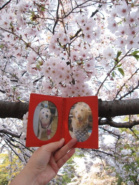 ファイル 1196-4.jpg