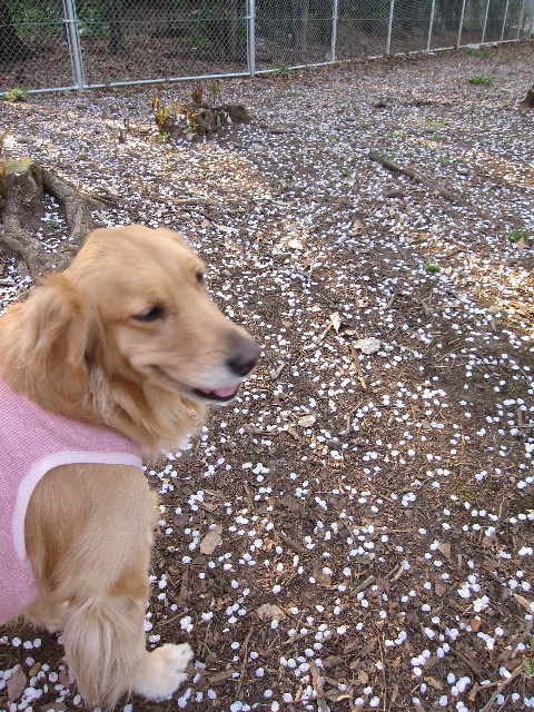 ファイル 1197-1.jpg