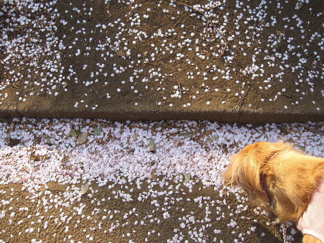 ファイル 1197-2.jpg