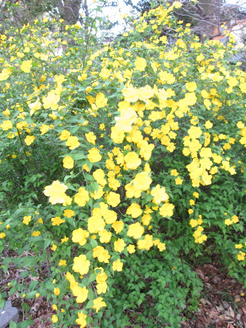 ファイル 1198-3.jpg