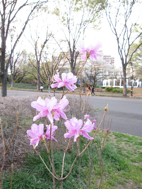 ファイル 1198-4.jpg