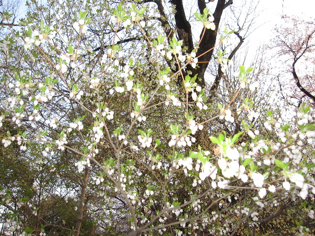 ファイル 1198-5.jpg