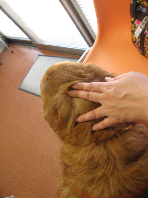 ファイル 1200-4.jpg