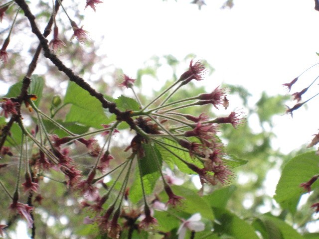 ファイル 1203-1.jpg