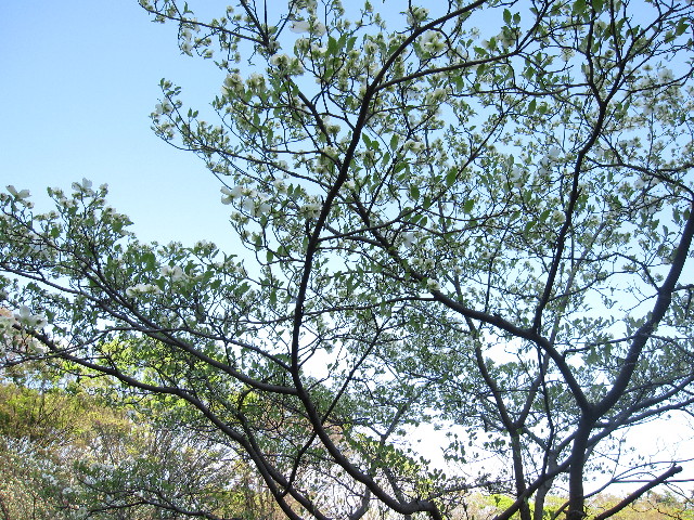 ファイル 1205-2.jpg