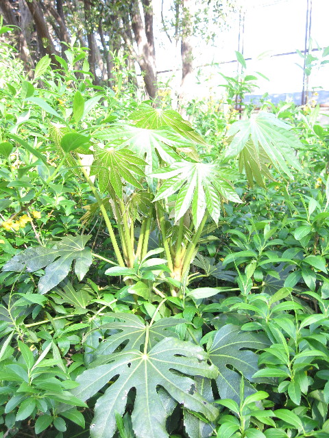 ファイル 1205-5.jpg