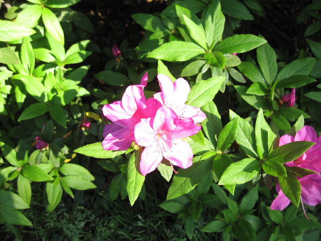 ファイル 1206-4.jpg