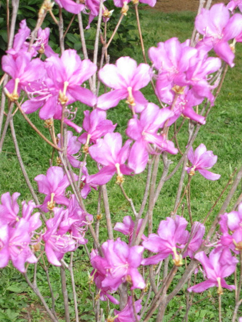 ファイル 1213-4.jpg