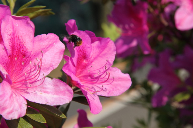 ファイル 1221-3.jpg