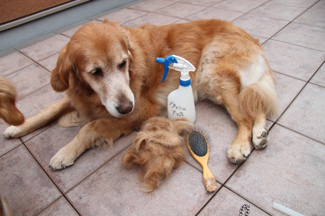 ファイル 1226-1.jpg