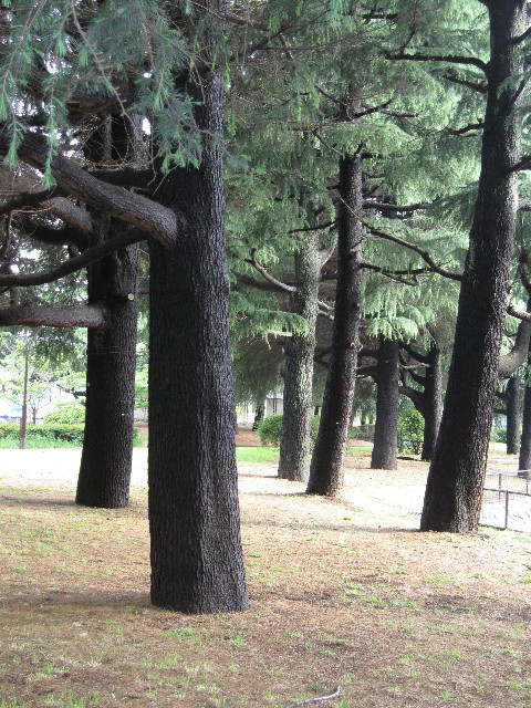 ファイル 1226-5.jpg