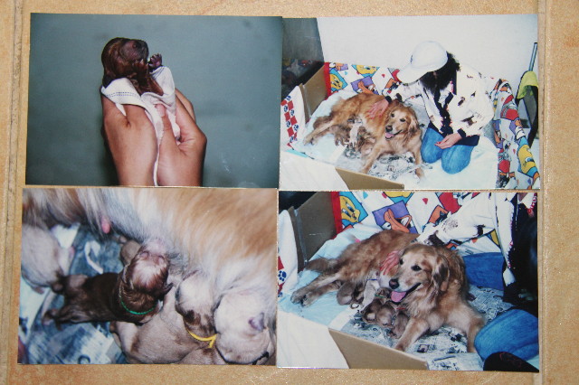 ファイル 1234-1.jpg