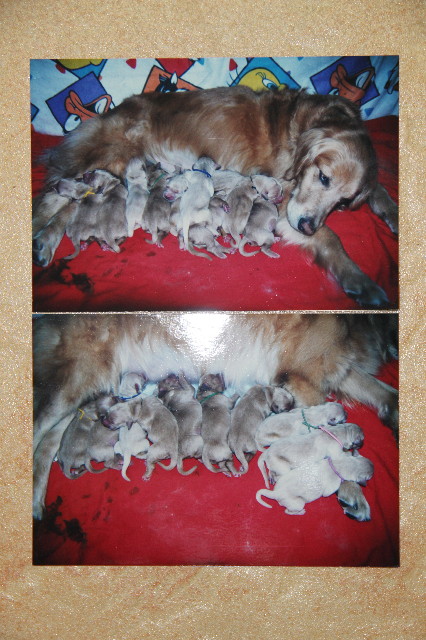 ファイル 1234-2.jpg