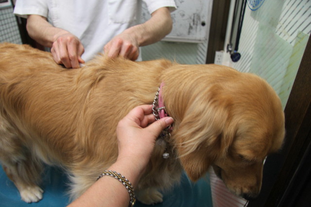 ファイル 1239-1.jpg