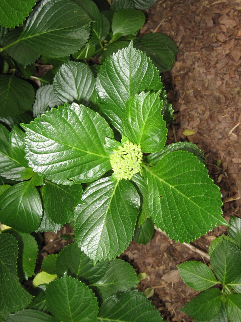 ファイル 1242-2.jpg