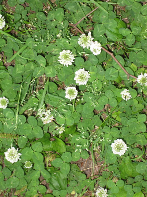 ファイル 1242-3.jpg