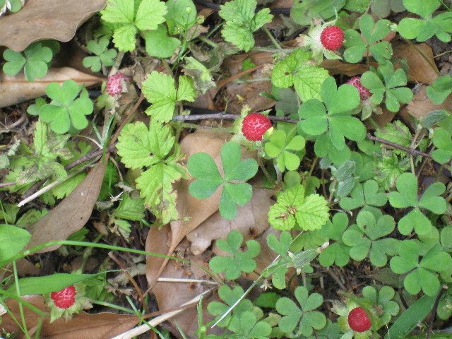 ファイル 1246-4.jpg