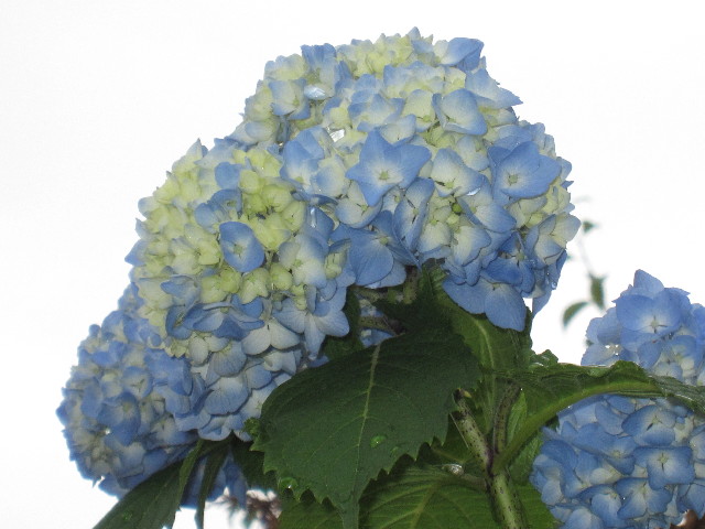 ファイル 1248-1.jpg