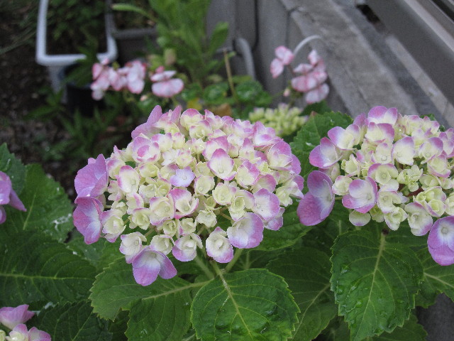 ファイル 1248-2.jpg