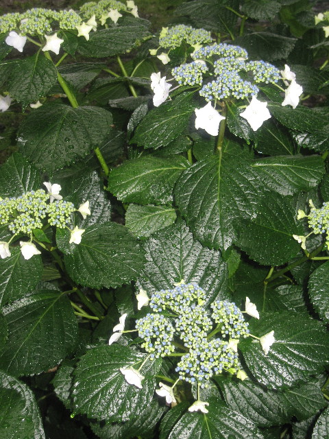 ファイル 1257-4.jpg