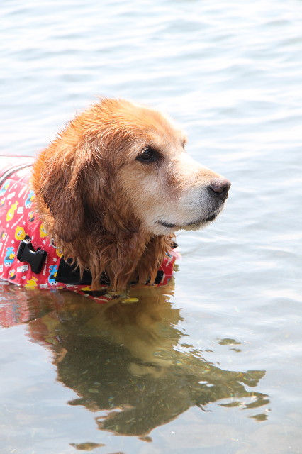 ファイル 1261-1.jpg