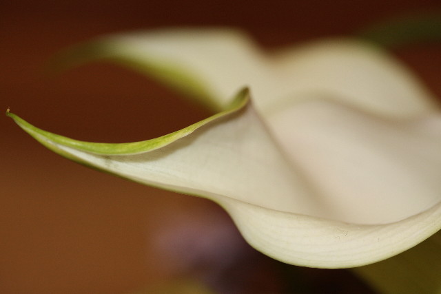 ファイル 1269-1.jpg