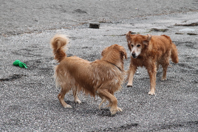 ファイル 1271-4.jpg