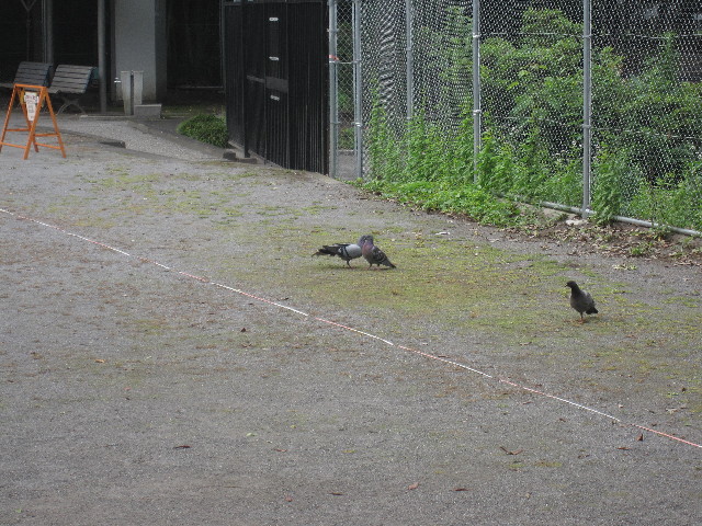 ファイル 1274-1.jpg