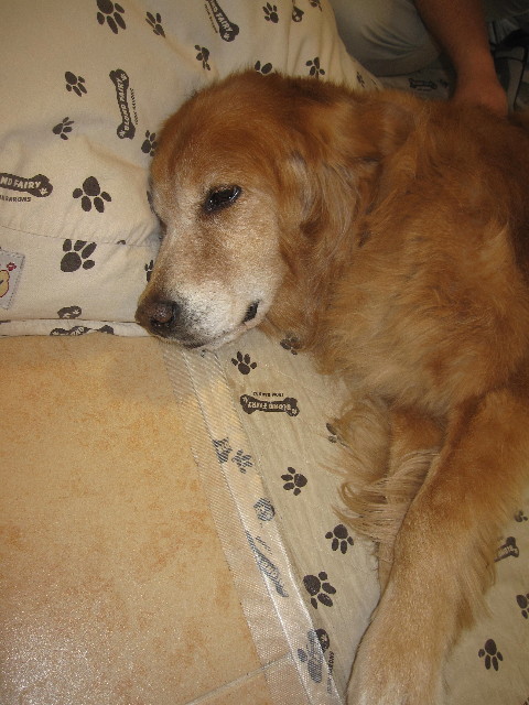 ファイル 1275-1.jpg