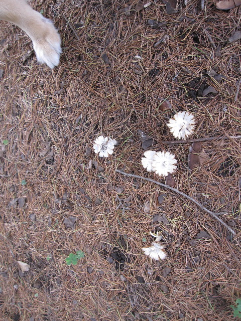 ファイル 1277-1.jpg