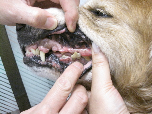 ファイル 1326-1.jpg