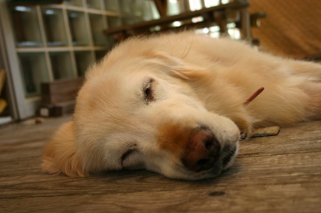 ファイル 1333-5.jpg