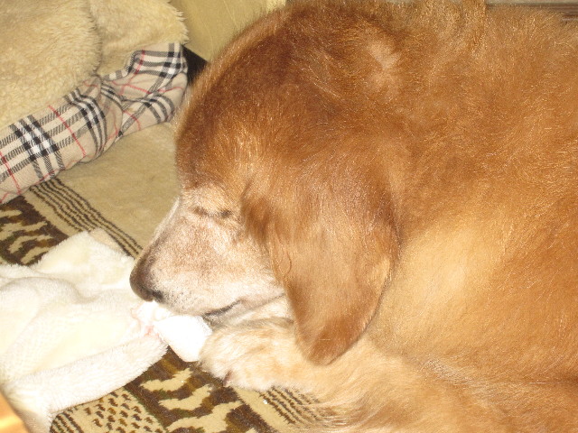 ファイル 1340-2.jpg