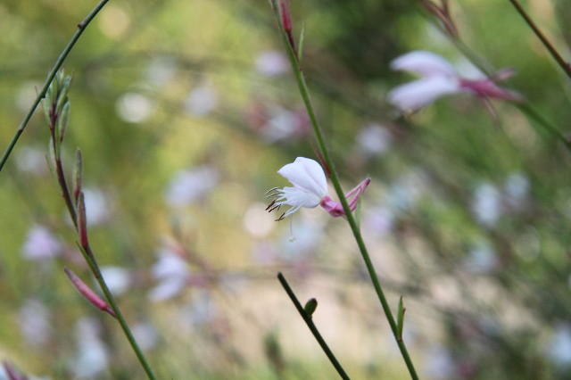 ファイル 1353-2.jpg