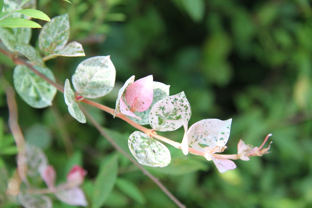 ファイル 1353-5.jpg