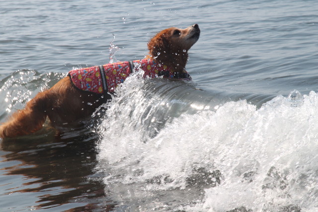 ファイル 1380-1.jpg