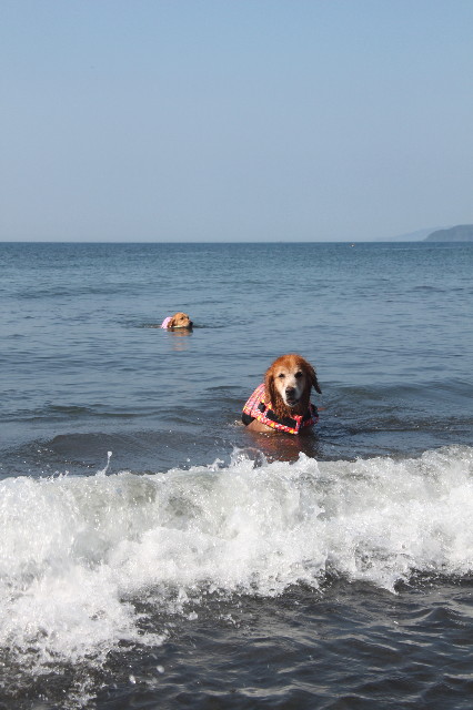 ファイル 1380-3.jpg