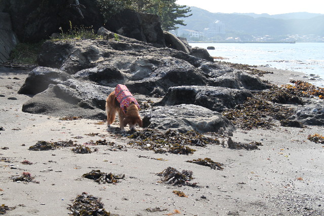 ファイル 1380-4.jpg