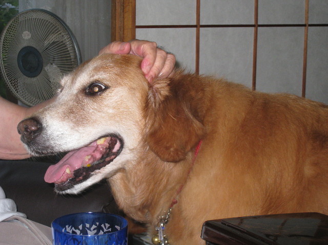 ファイル 1388-2.jpg