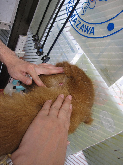 ファイル 1390-1.jpg