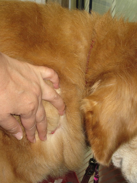 ファイル 1390-4.jpg