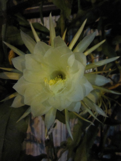 ファイル 1404-2.jpg